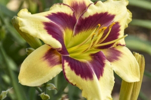 Hemerocallis 'Star of the North' 